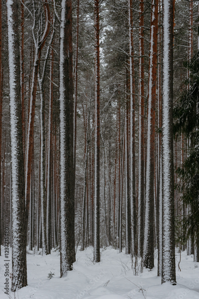 Fototapeta premium Wintery snow-covered forest