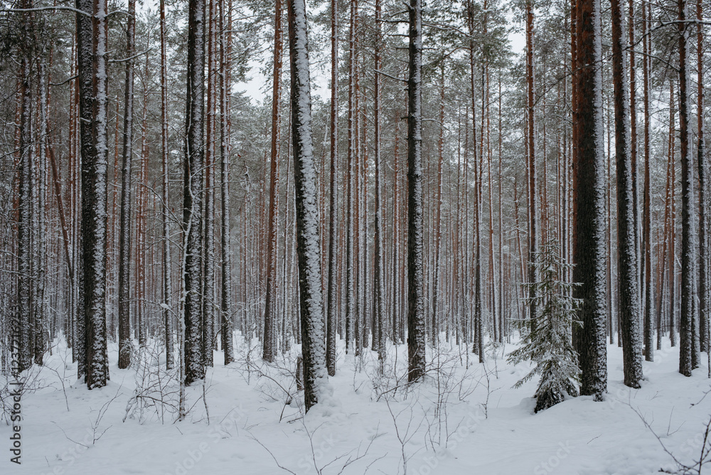 Wintery snow-covered forest Wintery snow-covered forest