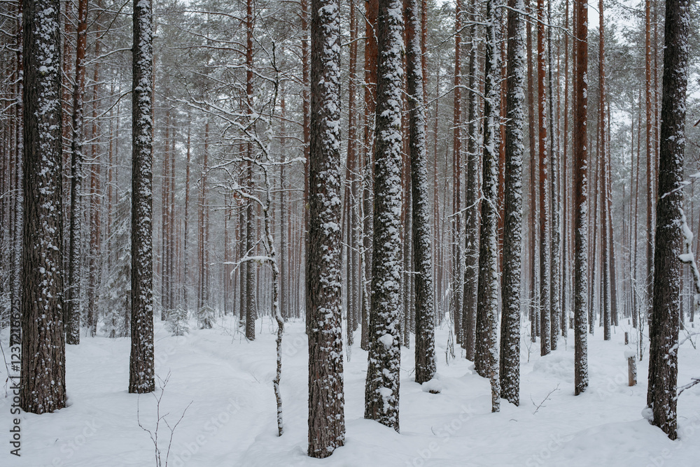 Wintery snow-covered forest Wintery snow-covered forest