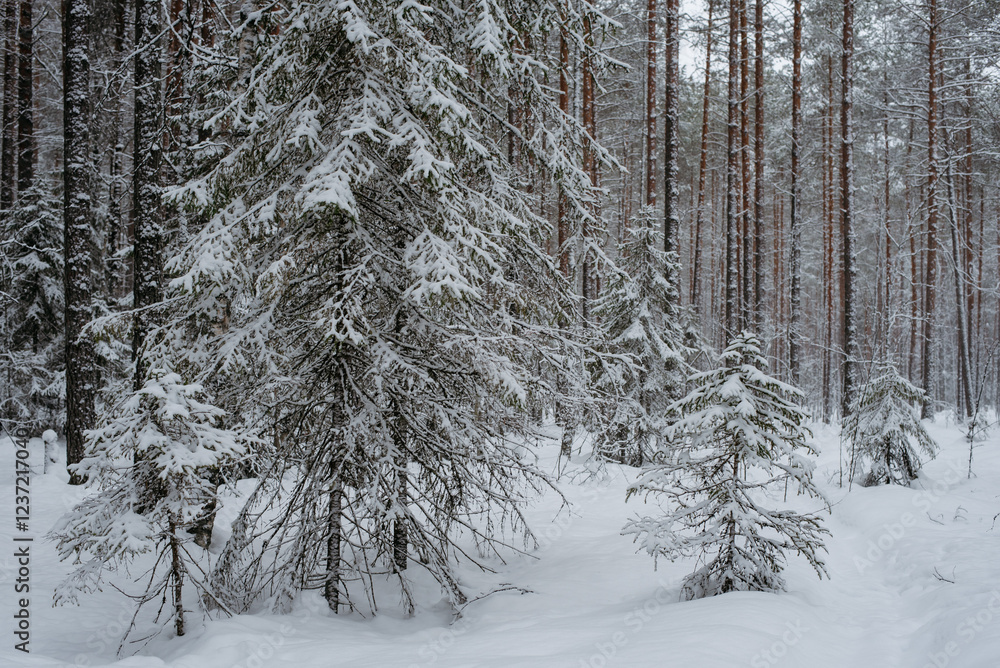 Fototapeta premium Wintery snow-covered forest