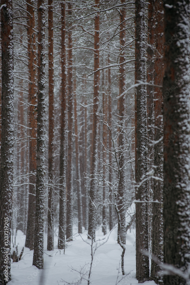 Wintery snow-covered forest Wintery snow-covered forest