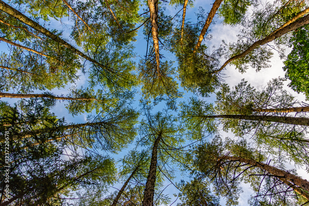 Obraz premium Looking up at tall pine trees reaching toward the bright blue sky, forming a natural canopy. The vibrant green foliage contrasts with the sky, creating a sense of depth and tranquility. A perfect pers