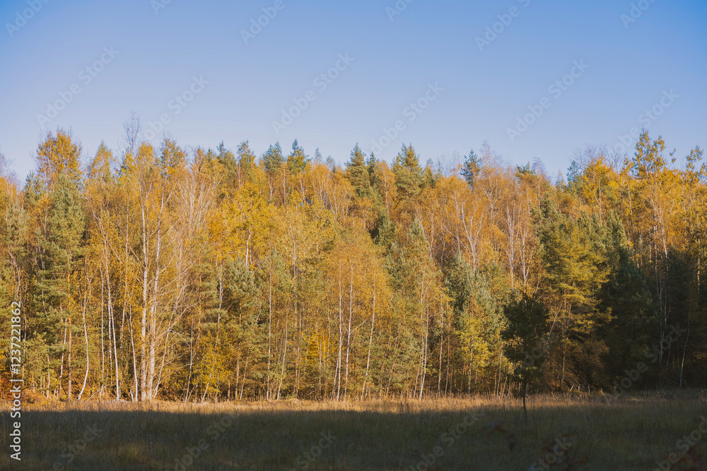 Road in the forest, Polish forest, fresh air Road in the forest, Polish forest, fresh air