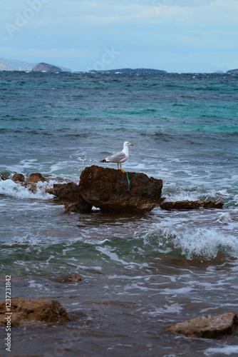 Seagull Resting on a Rock Surrounded by Turquoise Sea