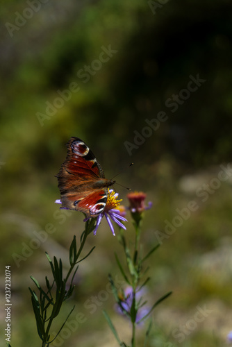 Crimson Butterfly on Purple Blossom