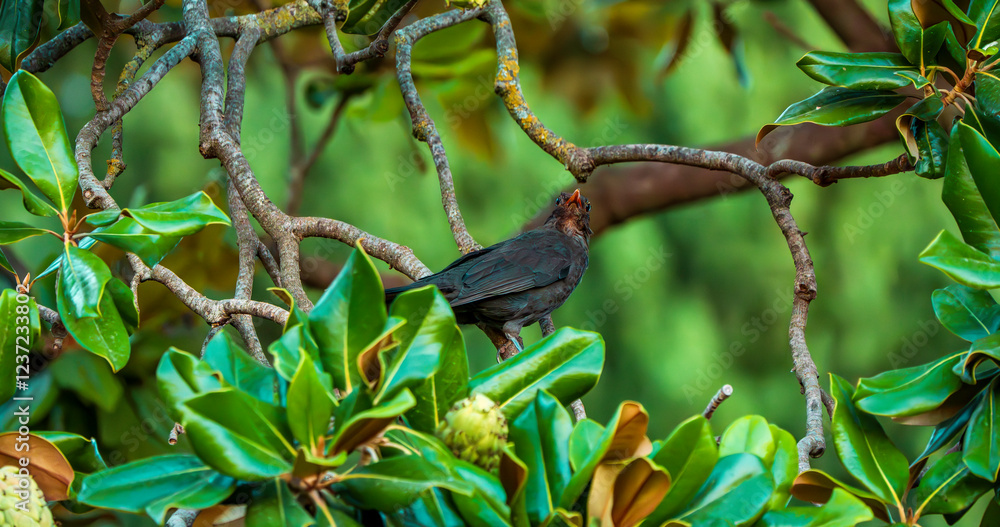Fototapeta premium Juvenile Blackbird Perched Among Twisting Magnolia Branches in a Verdant Canopy, Surrounded by Glossy Green Leaves and Emerging Seed Pods