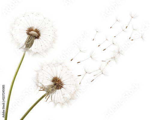 Wallpaper Mural Dandelion seeds gently blowing in the breeze during a sunny afternoon in a serene outdoor environment Transparent PNG Torontodigital.ca