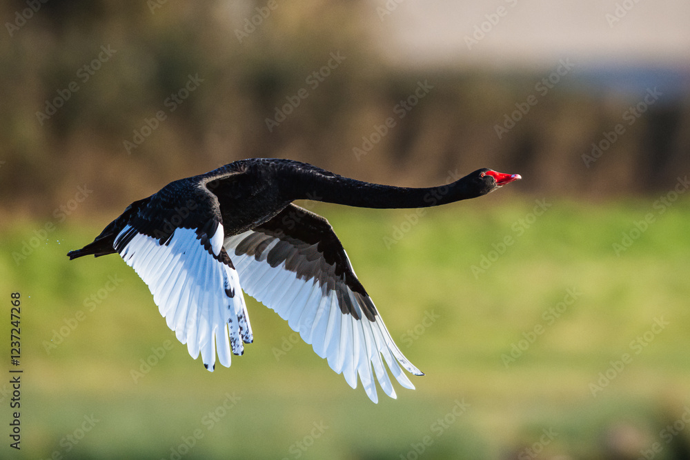 Black Swan, Cygnus atratus, bird in flight over winter marshes Black Swan, Cygnus atratus, bird in flight over winter marshes