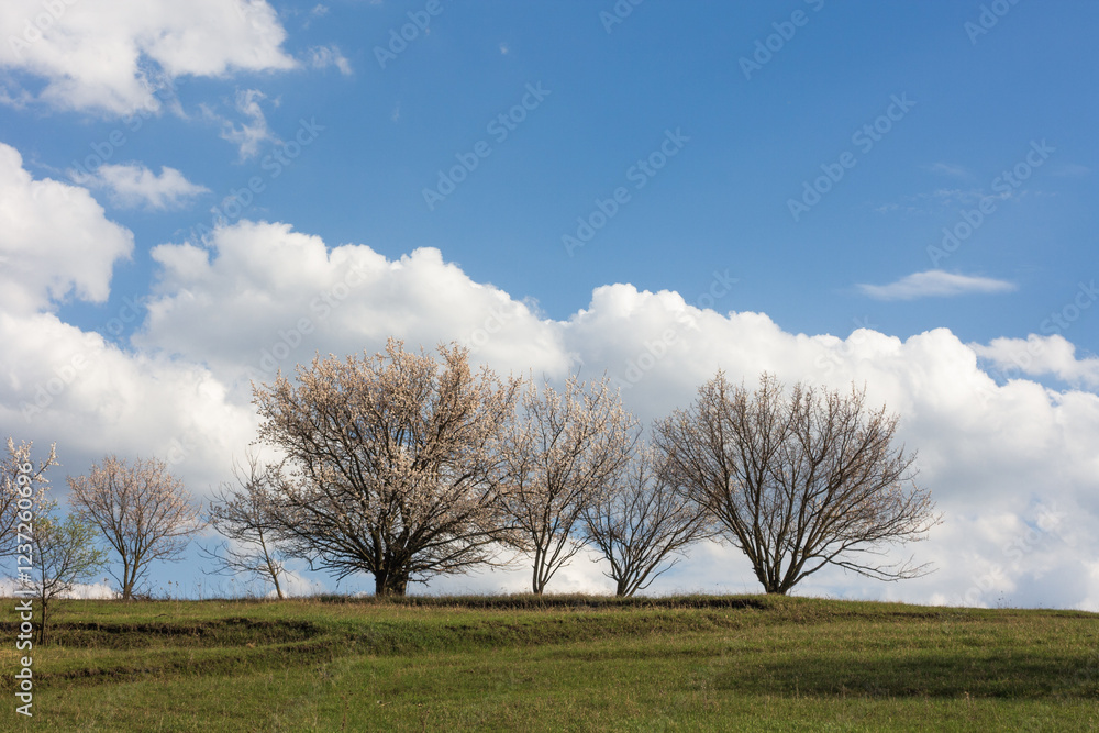 Apricot tree blooming, spring landscape Apricot tree blooming, spring landscape