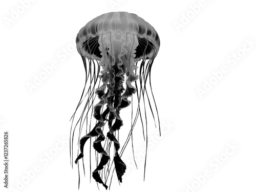 jellyfish isolated  Black White gray