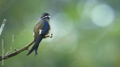 Whiskered treeswift Hemiprocne comata bird in Hemiprocnidae, found in Brunei, Indonesia, Malaysia, Myanmar, Philippines, Singapore and Thailand, beautiful colored swift on the wire. photo