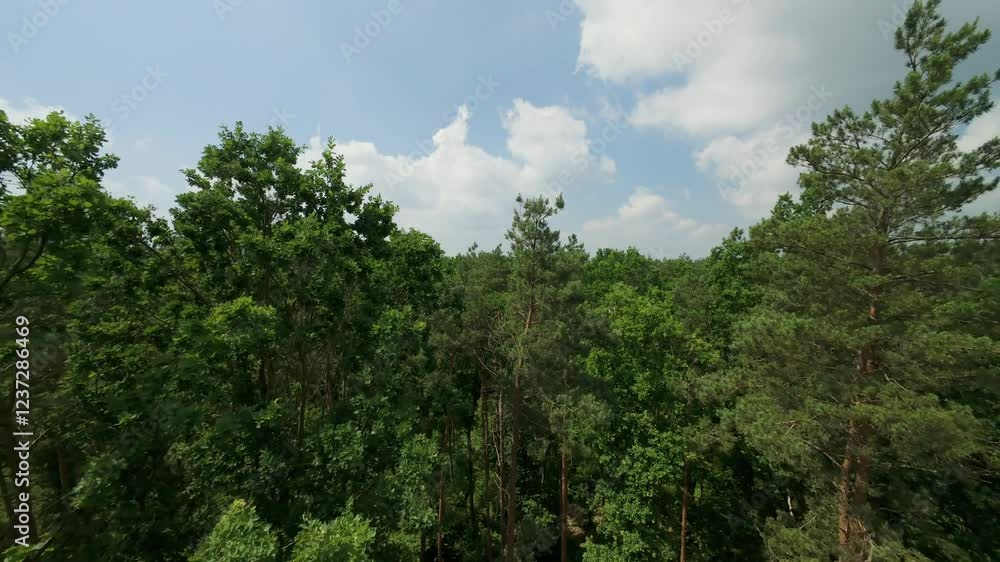 Fast flight over the forest treetops during windy day. Fast flight over the forest treetops during windy day.