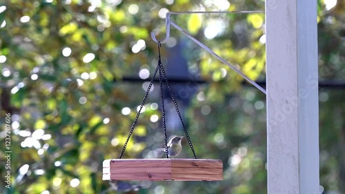 A Ruby-crowned Kinglet has competition from his friends at a hanging wooden bird feeder in a lush green garden. photo