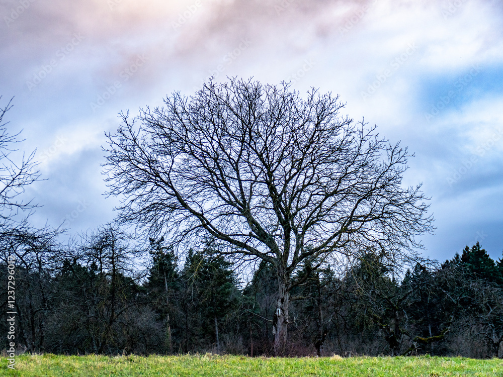 Fototapeta premium Obstbäume im Winter