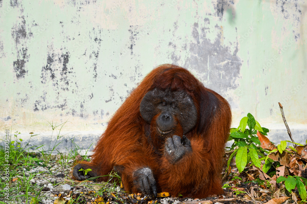 Obraz premium Bornean Orangutan, Pongo pygmaeus, in Tanjung Puting National Park, Kalimantan, Indonesia.