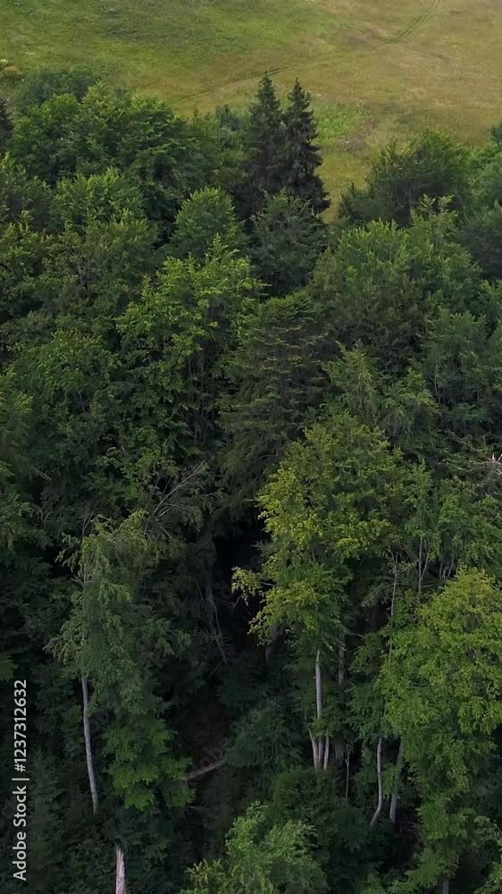 Aerial view of green trees next to an empty grassy meadow, showcasing the peaceful simplicity and beauty of the natural forest environment. Vertical video. Aerial view of green trees next to an empty grassy meadow, showcasing the peaceful simplicity and beauty of the natural forest environment. Vertical video.