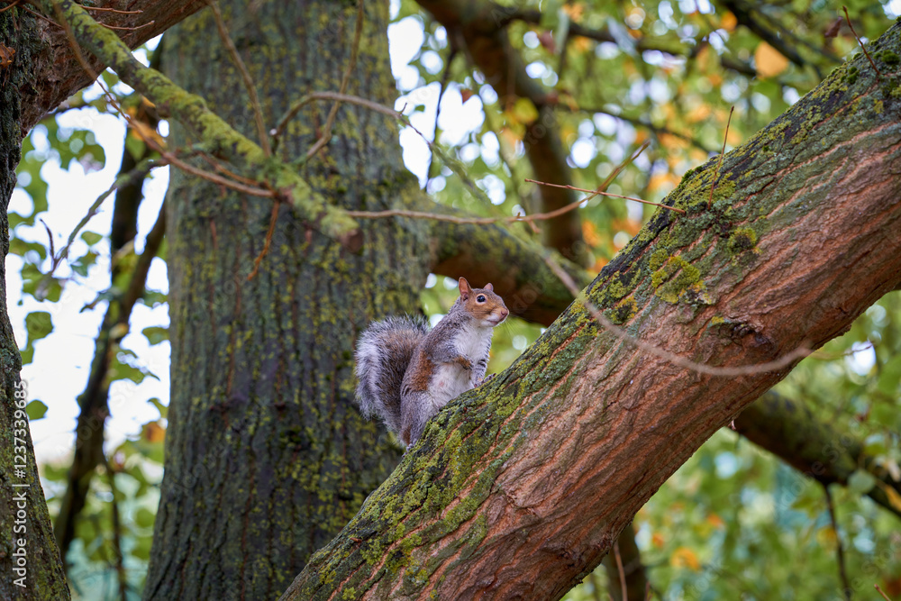 Squirrel perched on a tree branch in a lush forest during early morning light Squirrel perched on a tree branch in a lush forest during early morning light