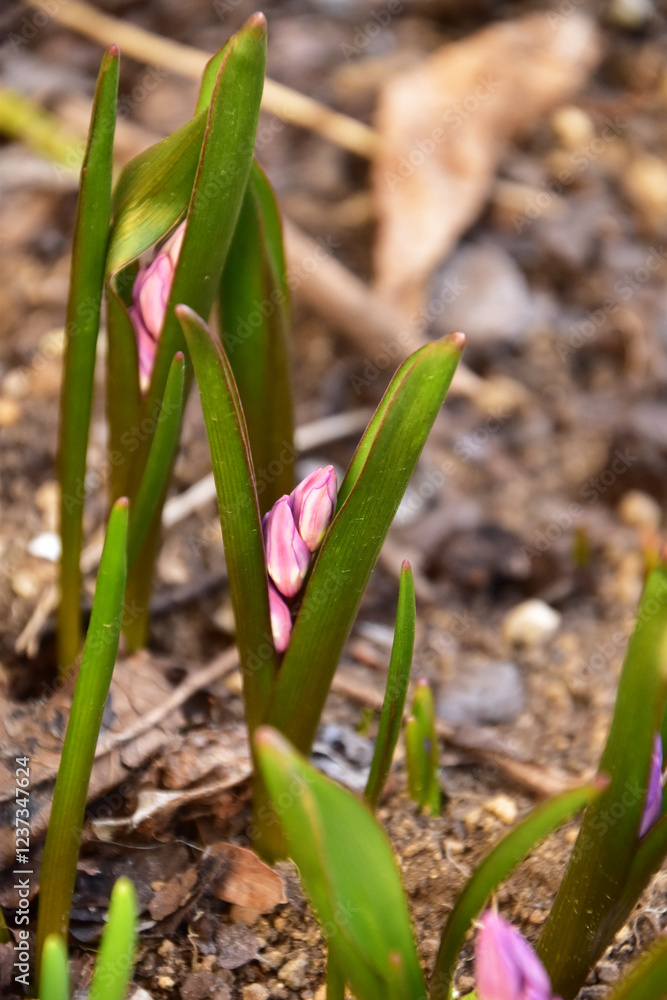Fototapeta premium ピンクのチオノドクサのつぼみ
