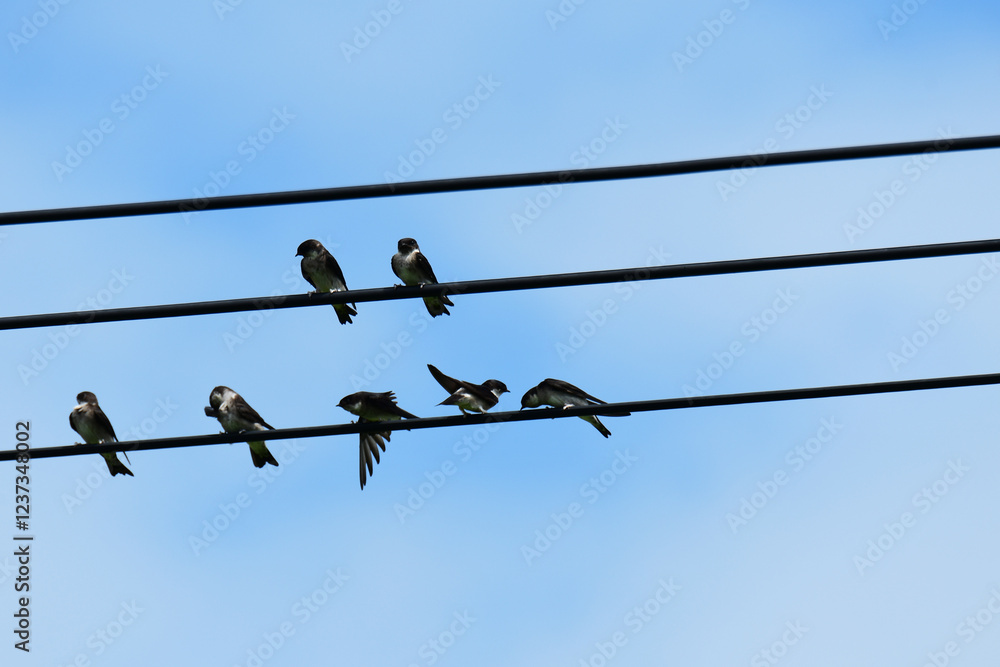電線でくつろぐツバメ 電線でくつろぐツバメ