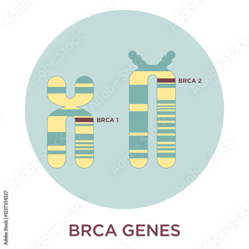 Flat style vector drawing of BRCA genes