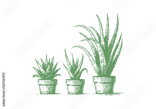 Aloe Vera Plant hand drawn sketch vector illustration isolated