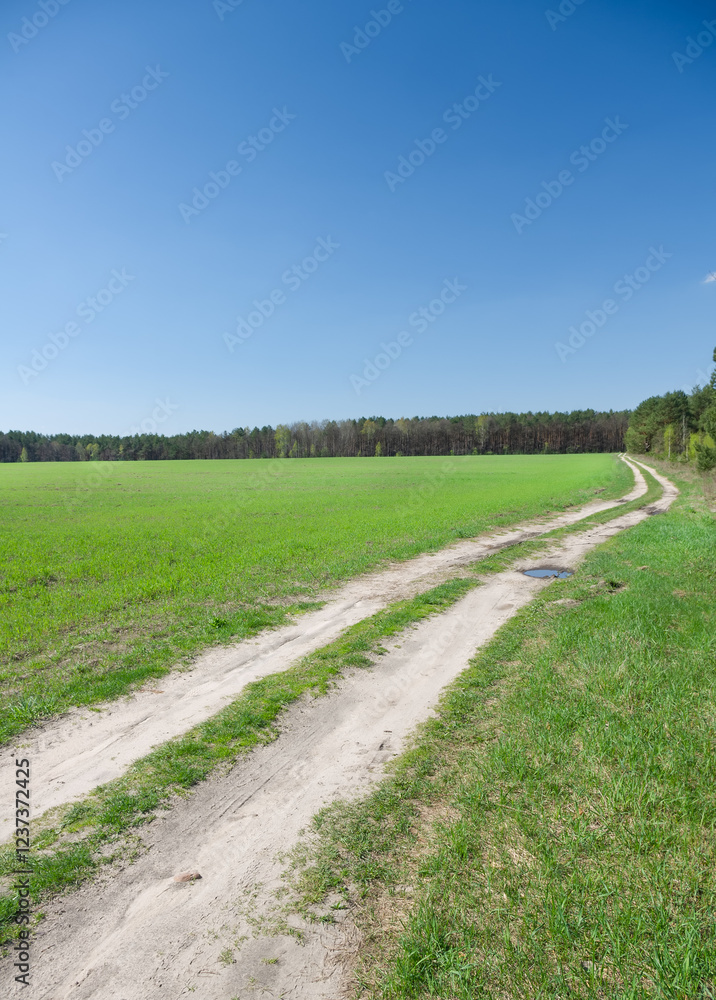 Obraz premium Road near wood and green field.