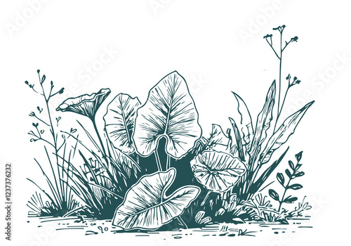 Elephant ears plant hand drawn sketch vector illustration isolated