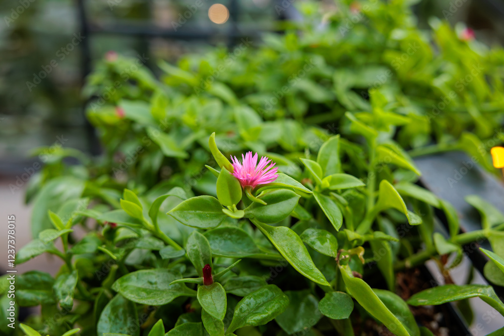 Close-up photo of red Aptenia cordifolia flowers in bloom Close-up photo of red Aptenia cordifolia flowers in bloom