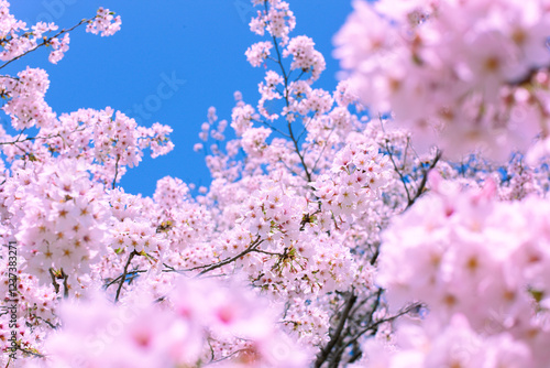 桜　青空 photo