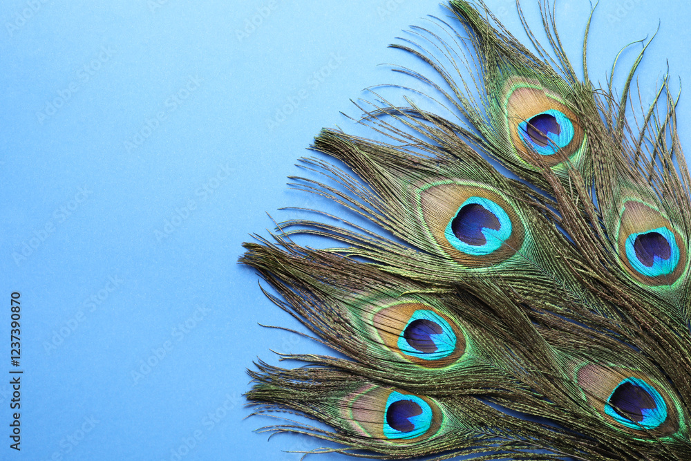 Fototapeta premium Many beautiful peacock feathers on blue background, top view. Space for text