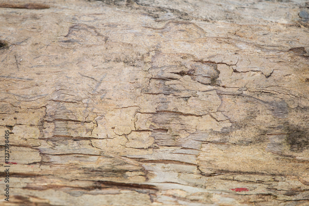 Old wood texture with natural pattern for background.Vintage tone. Old wood texture with natural pattern for background.Vintage tone.