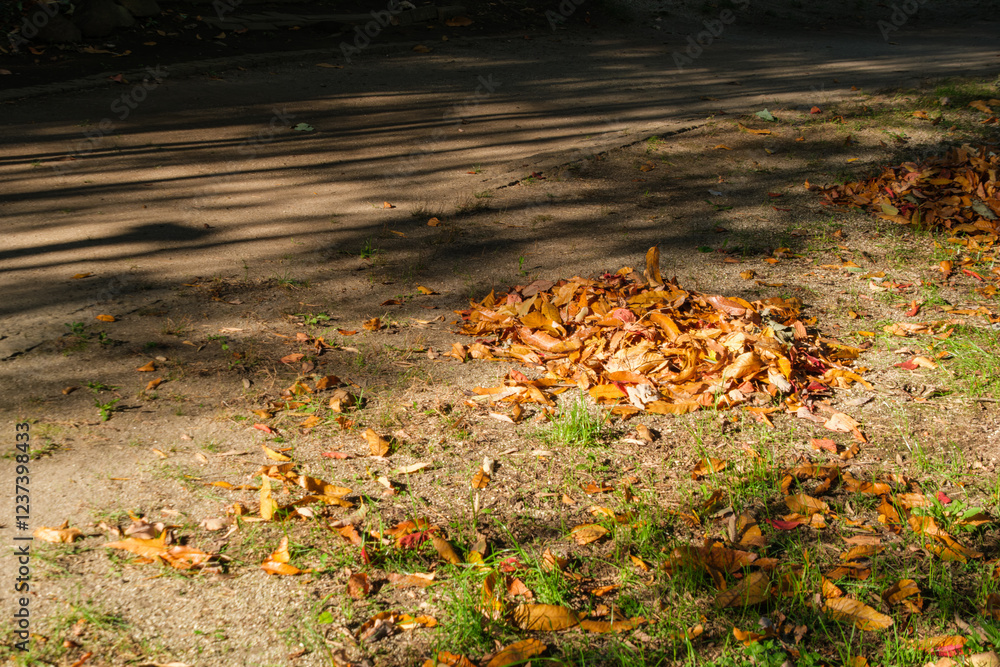 Obraz premium 輝く落ち葉