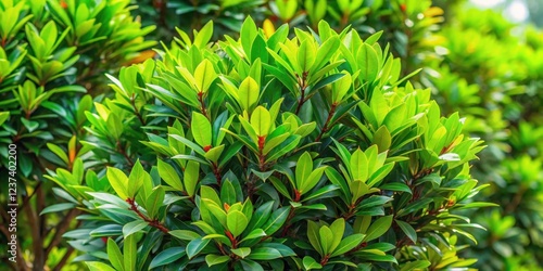 Dense canopy of Syzygium cumini leaves and branches with vibrant green foliage and intricate texture , evergreen tree, nature photo