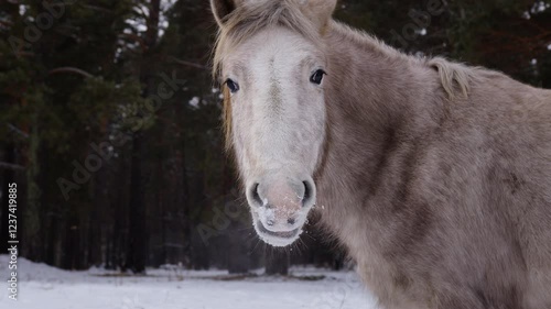 a horse grazes freely in a field in winter among the forest, close up