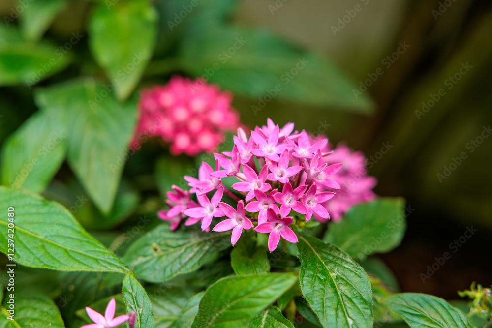Close-up photo of pink pentas flowers in bloom Close-up photo of pink pentas flowers in bloom