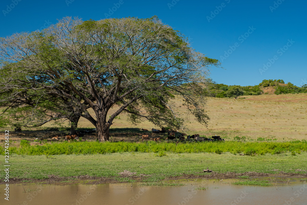 Many cows grazing at the green pasture under a large tree by the river, sunny day, blue sky. Usulutan province, El Salvador. Many cows grazing at the green pasture under a large tree by the river, sunny day, blue sky. Usulutan province, El Salvador.