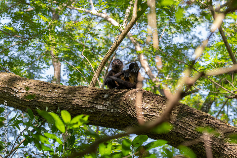 Spider monkey mother holding a baby sitting on a tree brunch in a lush green tropical forest. Puerto Barilla monkey reserve, El Salvador. Spider monkey mother holding a baby sitting on a tree brunch in a lush green tropical forest. Puerto Barilla monkey reserve, El Salvador.