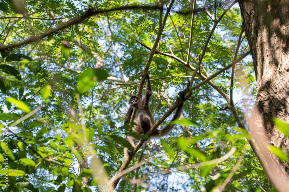 Fototapeta premium Spider monkey sitting on a tree brunch in a lush green tropical forest. Puerto Barilla monkey reserve, El Salvador.