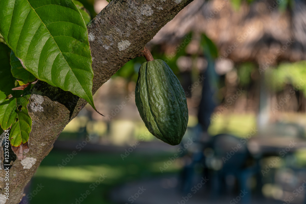 Close up of a green cacao fruit pod growing from a tree trunk. Close up of a green cacao fruit pod growing from a tree trunk.