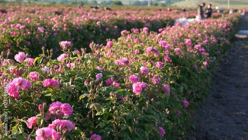 Bild auf Leinwand Rose Fields
