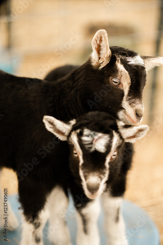 black baby goats