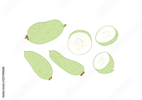 Whole and half raw fresh winter gourd vegetables