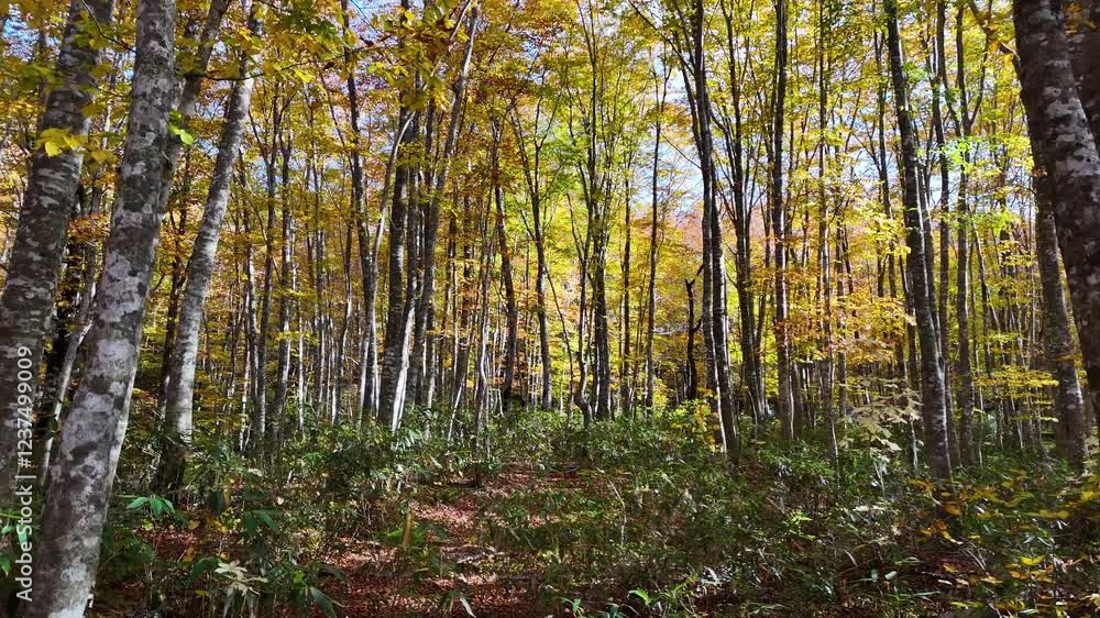 秋のブナ林 美しい森林 こもれび 移動撮影 自然 風景 イメージ 秋のブナ林 美しい森林 こもれび 移動撮影 自然 風景 イメージ