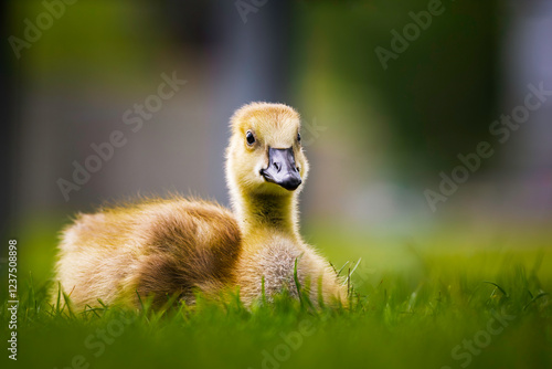 Canada Goose gosling - branta canadensis - resting on grass with its legs tucked under its body, natural blurred background . photo