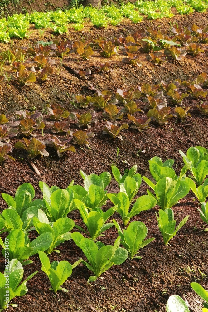 Naklejka premium Growing organic vegetable farms for background 