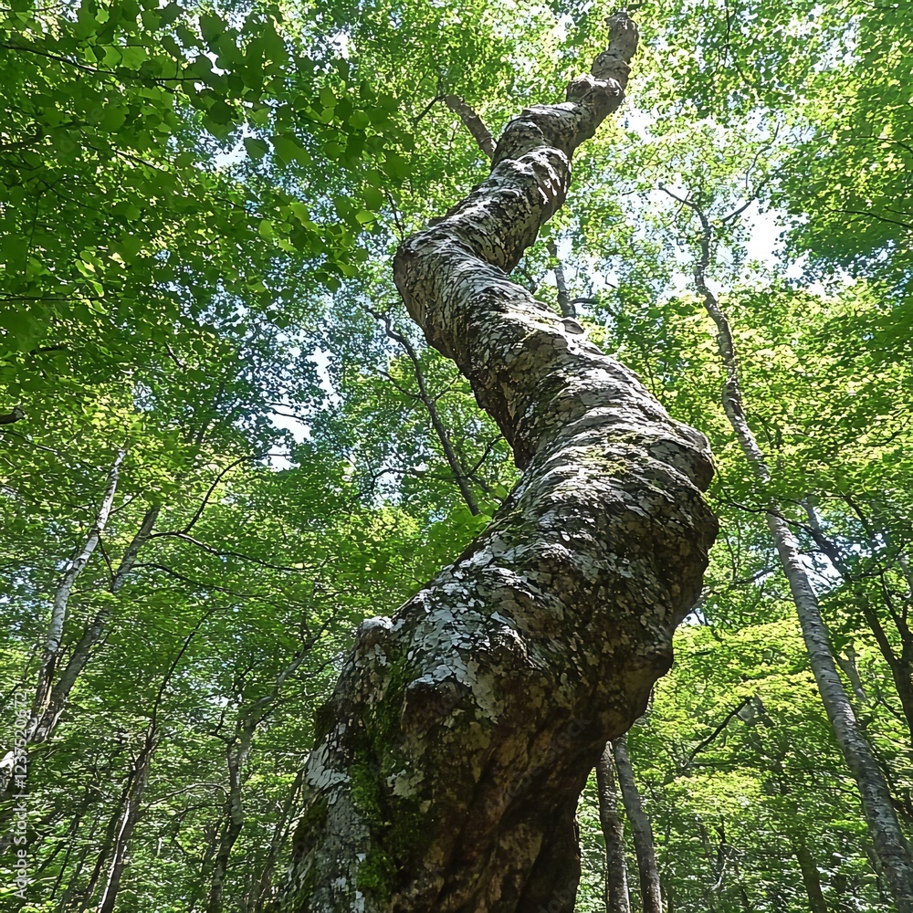 Fototapeta premium Twisted tree in forest, sunlight dappled canopy, nature scene, perfect for nature documentaries