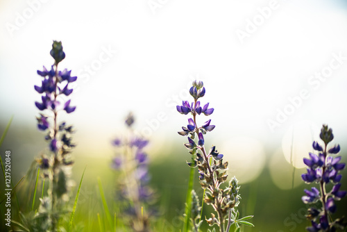 lavender flowers in the wind