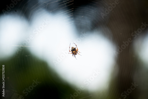 spider web