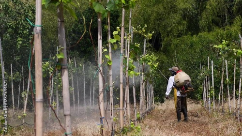 Farmer spraying crops, Farmer spraying grape crops, Farmer applying pesticides in vineyard, Grape crop care. High quality 4k footage