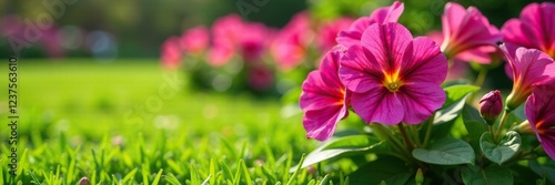 Petunia blooms in a garden bed with green grass and a few leaves, vegetation, flowers